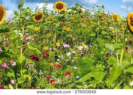 Beautiful Summer Background - Colorful Sunny Flower Field With Wild Flowers