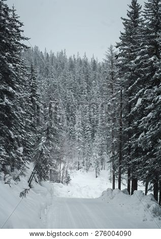 The Magical Snowy Pine Forest In The Mountains Near Lake Amut Of The Khabarovsk Territory. Russia. B