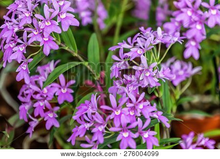 Purple Epidendrum Orchid Flowers - The Epidendrum Orchid Is Known As The Crucifix Orchid Or Star Orc