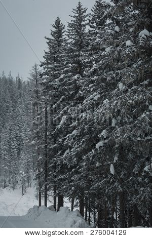The Magical Snowy Pine Forest In The Mountains Near Lake Amut Of The Khabarovsk Territory. Russia. B