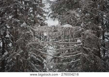 The Magical Snowy Pine Forest In The Mountains Near Lake Amut Of The Khabarovsk Territory. Russia. B