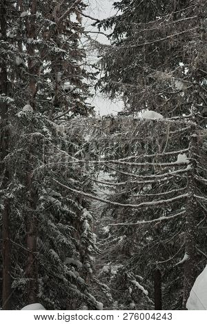 The Magical Snowy Pine Forest In The Mountains Near Lake Amut Of The Khabarovsk Territory. Russia. B