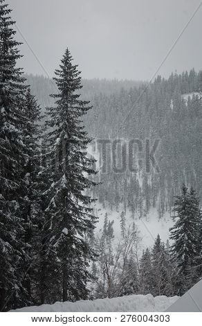 The Magical Snowy Pine Forest In The Mountains Near Lake Amut Of The Khabarovsk Territory. Russia. B