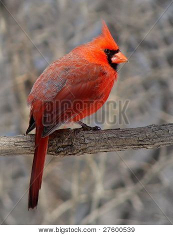 Cardenal del norte