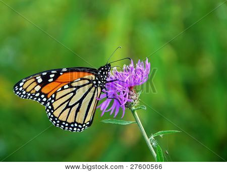 Mariposa monarca