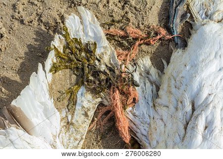 Dead Northern Gannet Trapped In Plastic Fishing Net Washed Ashore On Kijkduin Beach The Hague