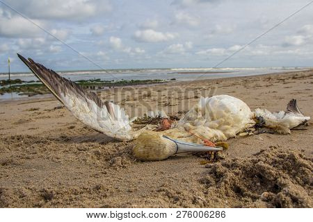 Dead Northern Gannet Trapped In Plastic Fishing Net Washed Ashore On Kijkduin Beach The Hague