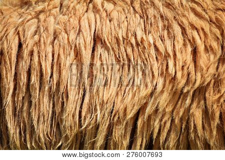 Brown Wool Texture Background Sheep Fur Texture - Long Wool Sheep
