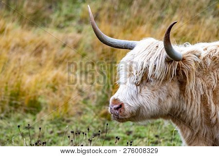 Highland Cattle - Bo Ghaidhealach -heilan Coo - A Scottish Cattle Breed With Characteristic Long Hor