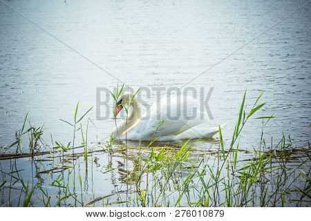 The Snow-white Swan Is Swimming In The Pond