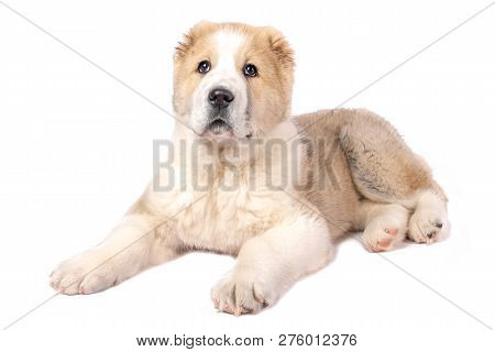 Alabai Puppy