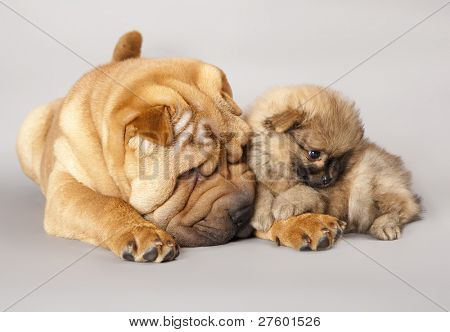 Shar pei köpek ve Spitz