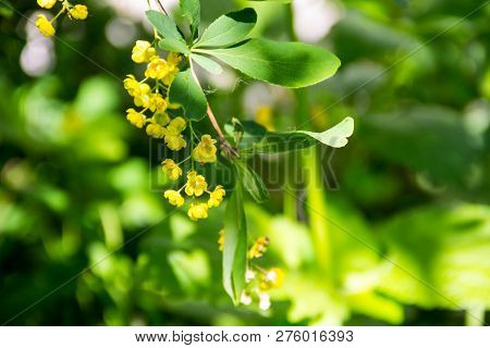 Berberis Ilicifolia. Branch Of A Blossoming Barberry. Yellow Flowers Of Barberries On Bush