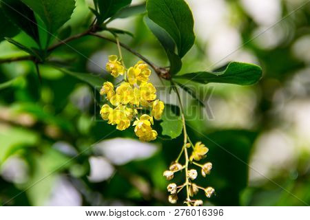 Berberis Ilicifolia. Branch Of A Blossoming Barberry. Yellow Flowers Of Barberries On Bush