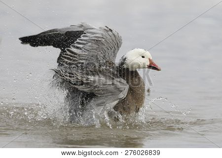 Snow Goose (chen Caerulescens), Dark Morph, Bathing In A Pond In Winter - Bosque Del Apache Nwr, New