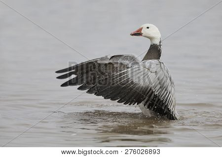 Snow Goose (chen Caerulescens), Dark Morph, Flapping Its Wings To Dry Them - Bosque Del Apache Nwr, 