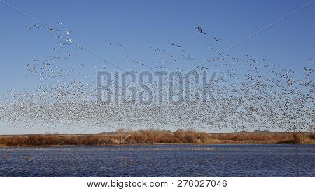 Flock Of Snow Geese (chen Caerulescens) Taking Flight From A Pond In Winter - Bosque Del Apache Nwr,