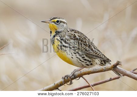 Western Meadowlark (sturnella Neglecta) Perched On A Branch - Bosque Del Apache Nwr, New Mexico