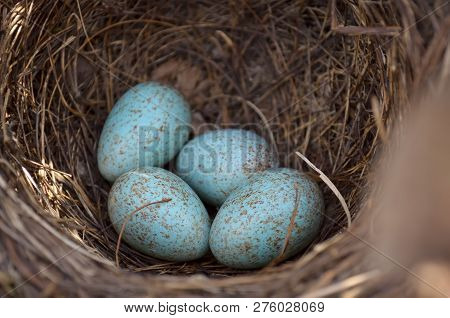The Nest Of The Blackbird (turdus Merula).