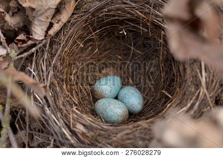 The Nest Of The Blackbird (turdus Merula).