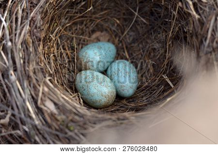 The Nest Of The Blackbird (turdus Merula). Three Turquoise Speckled Eggs In The Nest Of The Eurasian