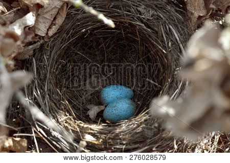The Nest Of The Blackbird (turdus Merula). Two Turquoise Speckled Eggs In The Nest Of The Eurasian B