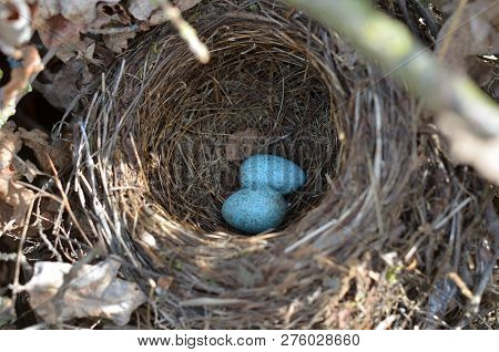 Two Turquoise Speckled Eggs In The Nest Of The Eurasian Blackbird.