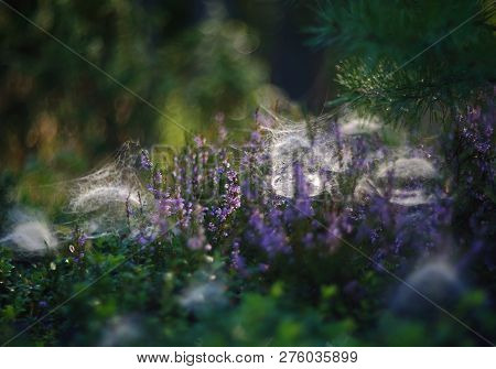 Common Heather With Web Of Linyphiidae Spiders