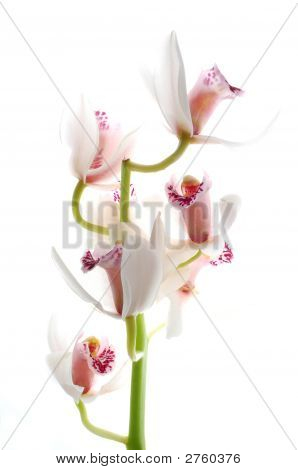 Orchidea bianca