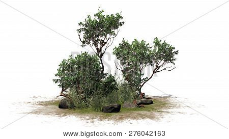 Greenleaf Manzanita Shrub On A Green Area - Isolated On White Background - 3d Illustration