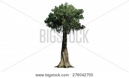 Kapok Tree - Isolated On White Background - 3d Illustration