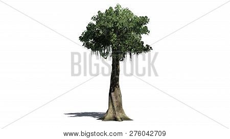 Kapok Tree With Shadow - Isolated On White Background - 3d Illustration