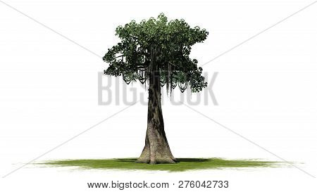 Kapok Tree On A Green Area - Isolated On White Background - 3d Illustration