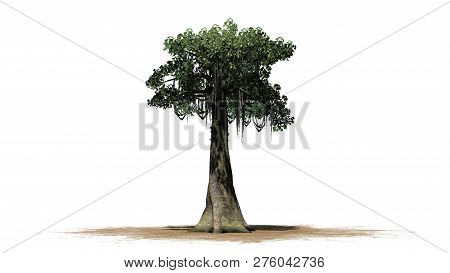 Kapok Tree On A Sand Area - Isolated On White Background - 3d Illustration