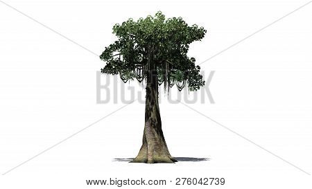 Kapok Tree With Shadow - Isolated On White Background - 3d Illustration