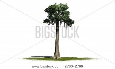 Kapok Tree On A Green Area - Isolated On White Background - 3d Illustration