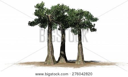 Kapok Tree Cluster On A Sand Area - Isolated On White Background - 3d Illustration