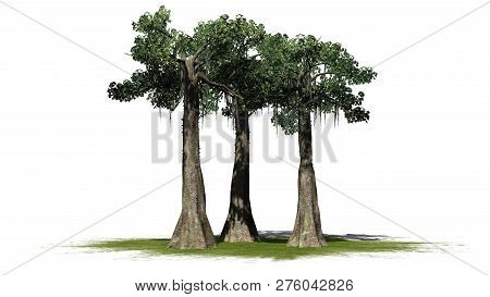Kapok Tree Cluster On A Green Area - Isolated On White Background - 3d Illustration