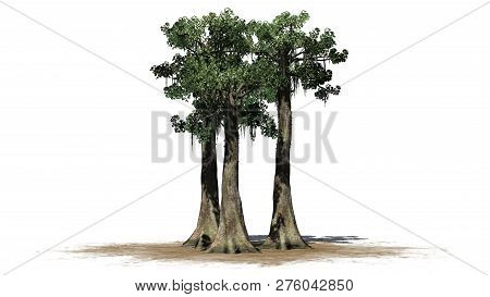 Kapok Tree Cluster On A Sand Area - Isolated On White Background - 3d Illustration