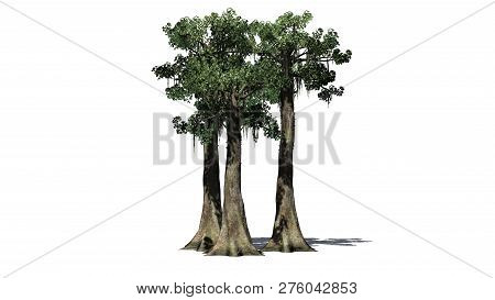 Kapok Tree Cluster With Shadow - Isolated On White Background - 3d Illustration