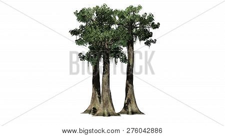 Kapok Tree Cluster - Isolated On White Background - 3d Illustration