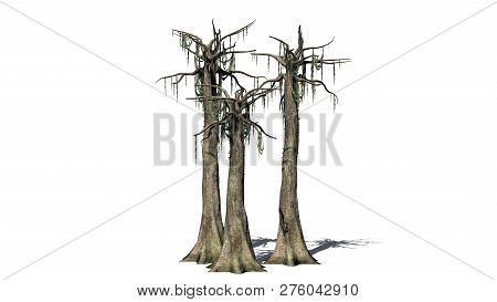 Kapok Tree Cluster In Winter With Shadow - Isolated On White Background - 3d Illustration