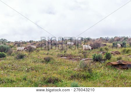 Goats Grazing Between Wild Flowers At Wupperthal In The Cederberg Mountains Of The Western Cape Prov