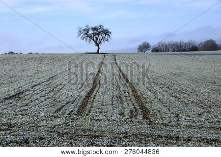 Lane On A Field In The Heckengau Near Weissach Leads To A Single Tree. The Field Is Covered With Hoa
