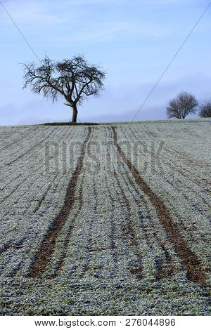 Lane On A Field In The Heckengau Near Weissach Leads To A Single Tree. The Field Is Covered With Hoa