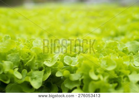 Selective Focus Of Organic Vegetables, Fresh Vetgetable. Lettuce For Salad.