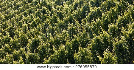 Detail Of Vine In Green Vineyard