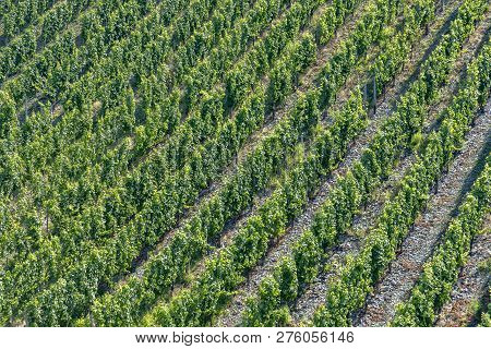 Growing Vine In The Vineyard In Moselle Valley