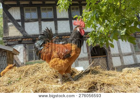 Rooster On The Dunghill