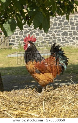 Rooster On The Dunghill